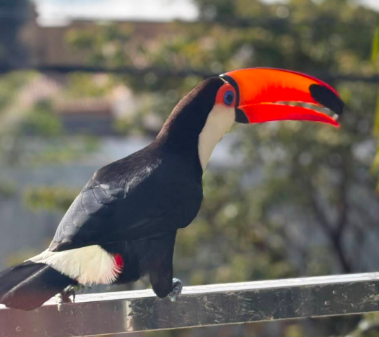 Tucano madruga na sacada e resume rela&ccedil;&atilde;o de Campo Grande com a natureza