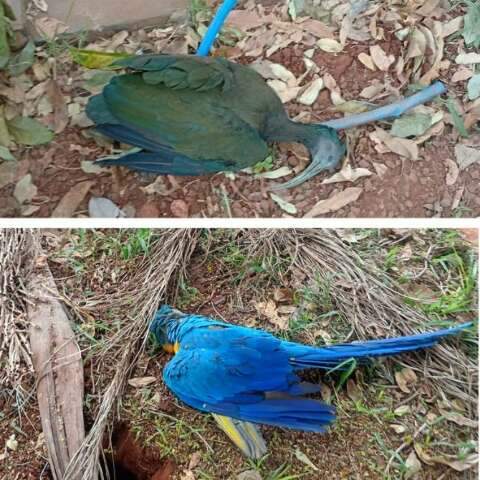 Aves morrem em sequ&ecirc;ncia e moradores suspeitam de tiros de chumbinho