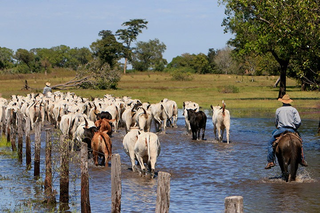 Justiça reconhece trabalho de peão de comitiva e garante aposentadoria rural Justiça reconhece trabalho de peão de comitiva e garante aposentadoria rural