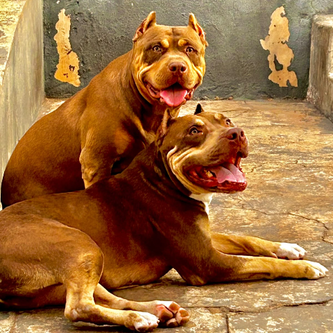 Fam&iacute;lia procura Tayson e V&ecirc;nus ap&oacute;s c&atilde;es sumirem no Estrela do Sul