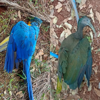 Aves morrem em sequ&ecirc;ncia e moradores suspeitam de tiros de chumbinho