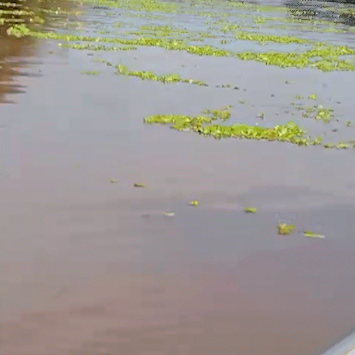 Avan&ccedil;o de macr&oacute;fitas mobiliza munic&iacute;pios &agrave;s margens do Rio Pardo