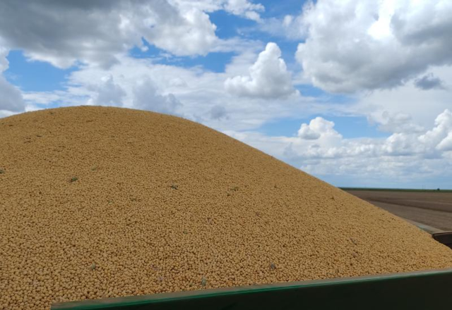 Colheita de milho passa de 1,6 milh&atilde;o de hectares em MS e chega a 75%