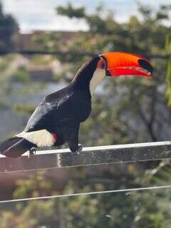Tucano madruga na sacada e resume relação de Campo Grande com a natureza Tucano madruga na sacada e resume relação de Campo Grande com a natureza