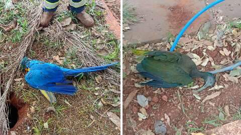 Aves morrem em sequ&ecirc;ncia e moradores suspeitam de tiros de chumbinho