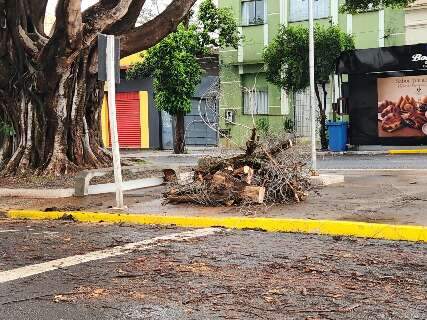 Ap&oacute;s 4&ordf; queda de galho, moradores temem acidente com figueira 