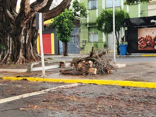 Ap&oacute;s 4&ordf; queda de galho, moradores temem acidente com figueira 