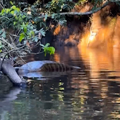 Pescadores d&atilde;o de cara com sucuri gigante e de barriga cheia em Jardim