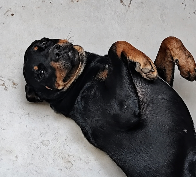 MS tem o 2&ordm; maior percentual de lares com cachorro no Brasil