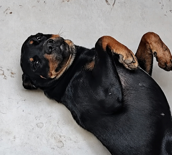 MS tem o 2&ordm; maior percentual de lares com cachorro no Brasil