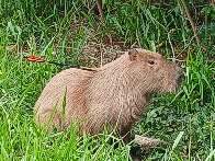 Capivara aparece com flecha fincada no corpo no Guanandi