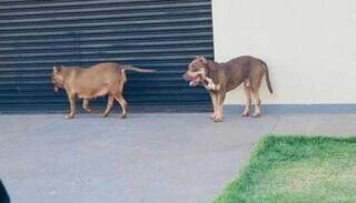 Perdidos, mas juntos: pitbulls s&atilde;o vistos lado a lado pelas ruas da Vila Nasser