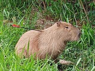 Capivara aparece com flecha fincada no corpo no Guanandi Capivara aparece com flecha fincada no corpo no Guanandi