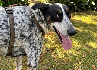 Chico escapa de casa e tutor faz apelo para encontrar c&atilde;o al&eacute;rgico