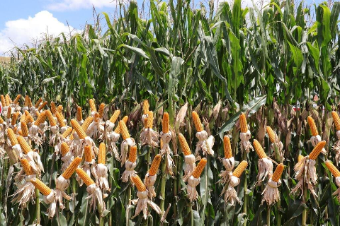 Comercializa&ccedil;&atilde;o do milho fica abaixo de 2025 e alcan&ccedil;a 43,5% da safra