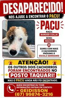 Border collie desaparece e tutor oferece R$ 500 de recompensa Border collie desaparece e tutor oferece R$ 500 de recompensa