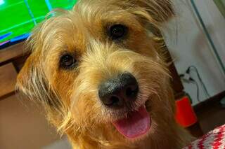 MS tem 14 mil pets cadastrados no SinPatinhas, mas s&oacute; 10% com microchip