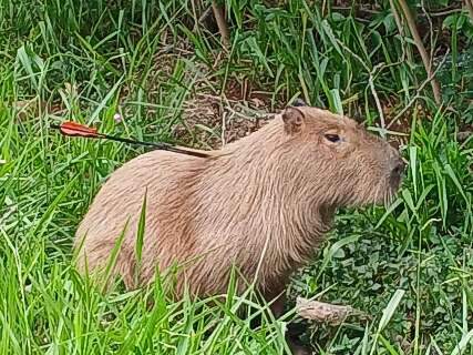Capivara &eacute; encontrada por moradores do Guanandi com flecha fincada no corpo