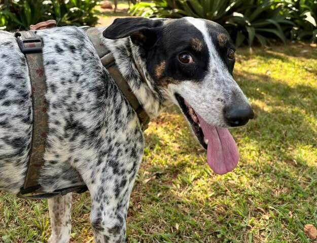 Chico escapa de casa e tutor faz apelo para encontrar c&atilde;o al&eacute;rgico