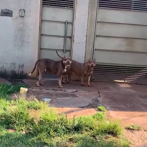 Perdidos, mas juntos: pitbulls s&atilde;o vistos lado a lado pelas ruas da Vila Nasser