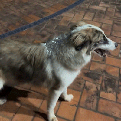Border collie desaparece e tutor oferece R$ 500 de recompensa