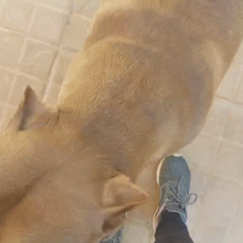 Busca acaba e tutora reencontra pitbulls ap&oacute;s 3 dias desaparecidos