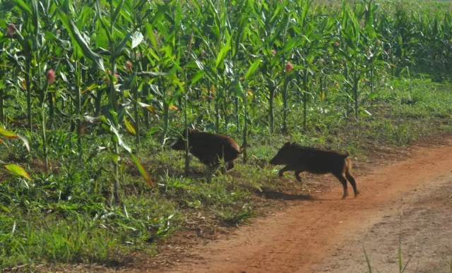 Enquanto colheita avan&ccedil;a, javalis provocam danos em lavouras de milho de MS