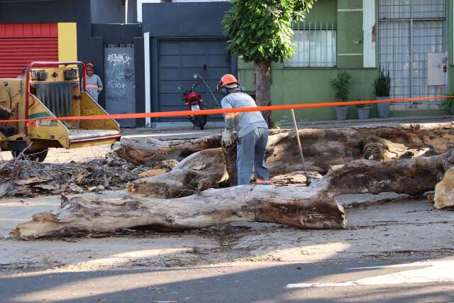 Galhos de figueira na Mato Grosso s&atilde;o removidos ap&oacute;s risco de novas quedas