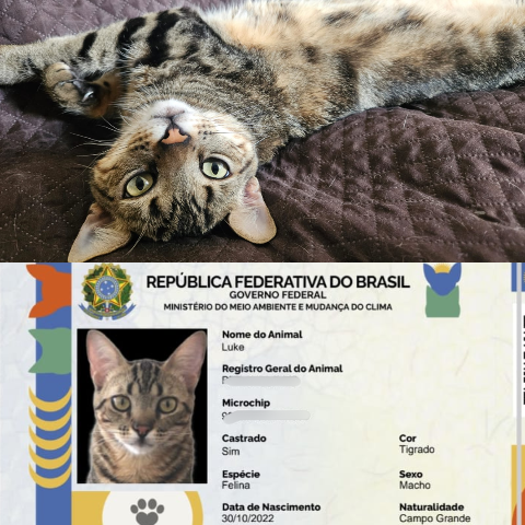 MS tem 14 mil pets cadastrados no SinPatinhas, mas s&oacute; 10% com microchip