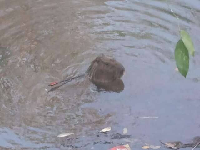 PMA n&atilde;o encontra capivara com flecha e retoma buscas &agrave; tarde