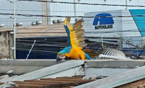 Arara-canind&eacute; fica presa em cerca el&eacute;trica e espera por resgate na Capital