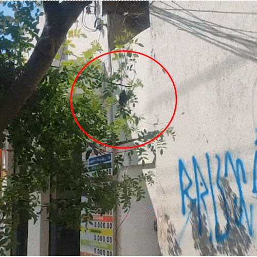 Ninho de marimbondos em &aacute;rvore acende alerta no Centro; saiba o que fazer