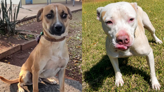 Dois cães resgatados nas ruas aguardam pelos tutores no CCZ Dois cães resgatados nas ruas aguardam pelos tutores no CCZ