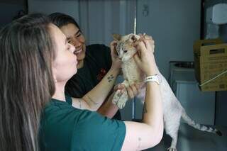 Consultório móvel oferece atendimento veterinário gratuito em três bairros Consultório móvel oferece atendimento veterinário gratuito em três bairros