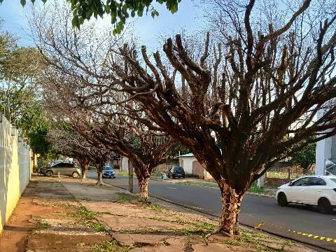 &Aacute;rvores secas h&aacute; um ano preocupam morador por risco de queda em avenida