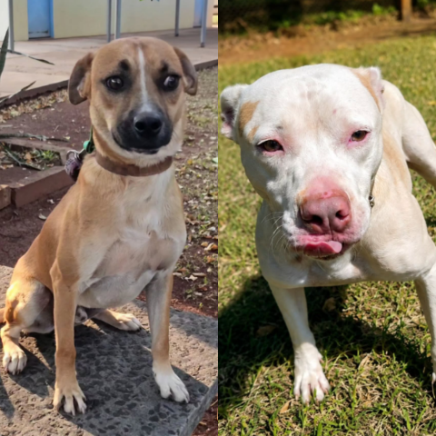 Dois c&atilde;es resgatados nas ruas aguardam pelos tutores no CCZ