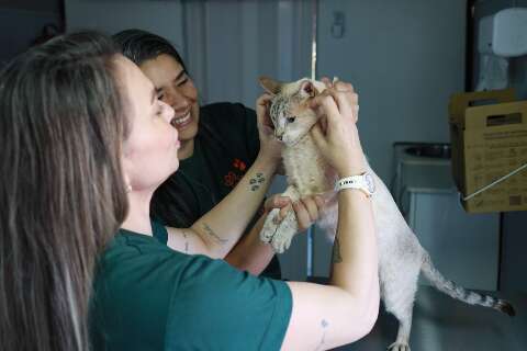 Consult&oacute;rio m&oacute;vel oferece atendimento veterin&aacute;rio gratuito em tr&ecirc;s bairros