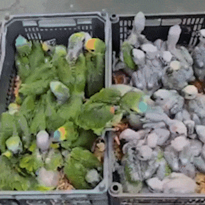 Opera&ccedil;&atilde;o refor&ccedil;a fiscaliza&ccedil;&atilde;o contra captura e tr&aacute;fico de aves em MS