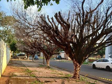 &Aacute;rvores secas h&aacute; um ano preocupam morador por risco de queda em avenida