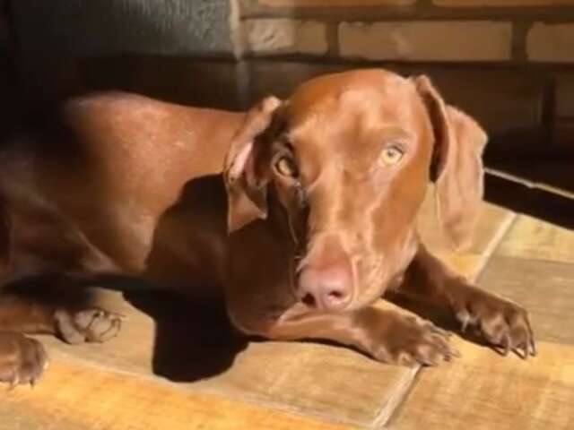 Fam&iacute;lia procura Zoe ap&oacute;s cachorrinha fugir de casa no Santo Amaro