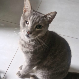 Viu o Naninho? Gato rajado desaparece no Tijuca e tutora busca pelo felino