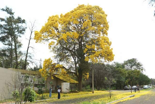 Ip&ecirc; vira atra&ccedil;&atilde;o com &ldquo;neve&rdquo; de p&eacute;talas amarelas em Campo Grande