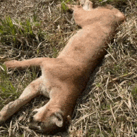 On&ccedil;a-parda atropelada &eacute; encontrada morta &agrave;s margens da rodovia MS-352