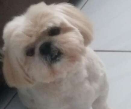 Fam&iacute;lia busca Shih-tzu com problemas de vis&atilde;o que fugiu na Vila Carlota