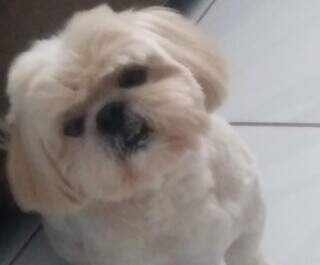 Fam&iacute;lia busca Shih-tzu com problemas de vis&atilde;o que fugiu na Vila Carlota