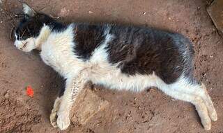 Moradores de aldeia denunciam mortes de animais com suspeita de envenenamento