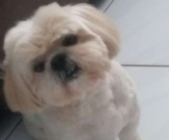 Fam&iacute;lia busca Shih-tzu com problemas de vis&atilde;o que fugiu na Vila Carlota