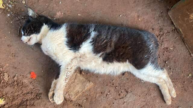 Moradores de aldeia denunciam mortes de animais com suspeita de envenenamento