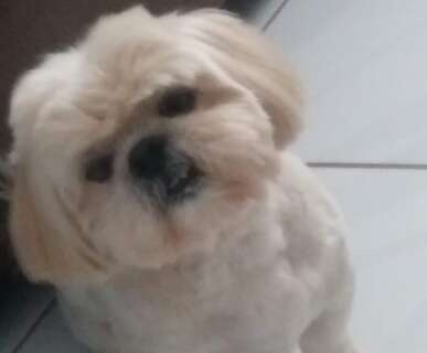 Fam&iacute;lia busca Shih-tzu com problemas de vis&atilde;o que fugiu na Vila Carlota
