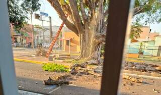 Prefeitura corta galhos secos de figueira mostrada em reportagem